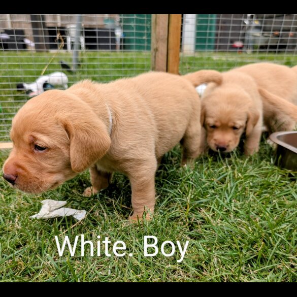 Labrador Retriever - Both