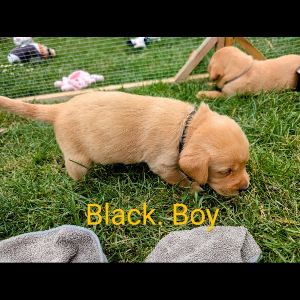 Labrador Retriever - Both