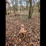 Labrador Retriever - Both