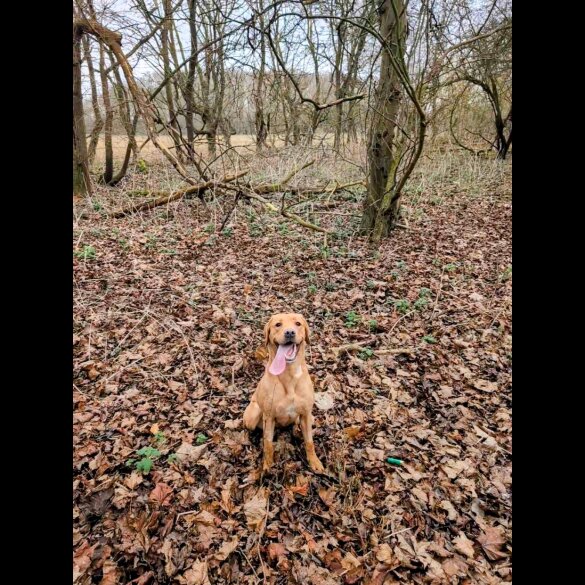 Labrador Retriever - Both