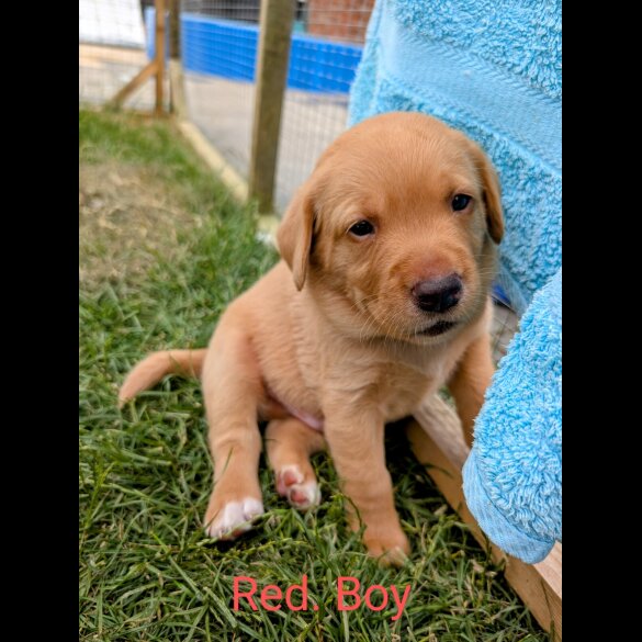 Labrador Retriever - Both