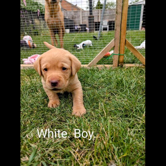 Labrador Retriever - Both