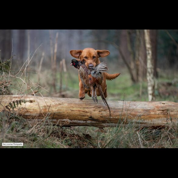 Labrador Retriever - Both