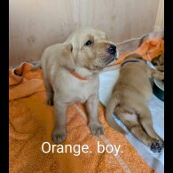 Labrador Retriever - Both