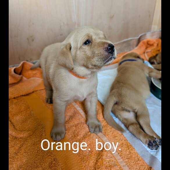 Labrador Retriever - Both