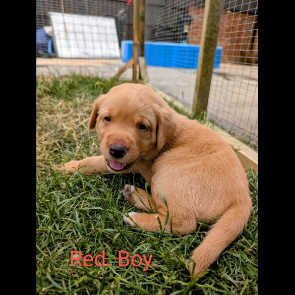 Labrador Retriever - Both