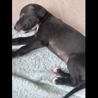 Lurcher - Both