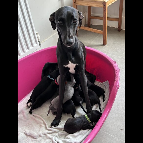 Lurcher - Both