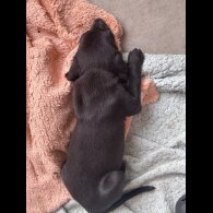 Lurcher - Both