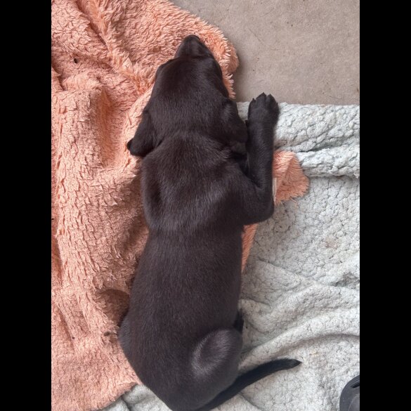 Lurcher - Both