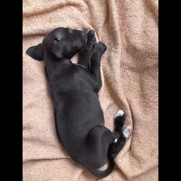 Lurcher - Both