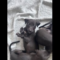 Lurcher - Both