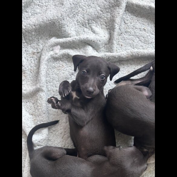 Lurcher - Both