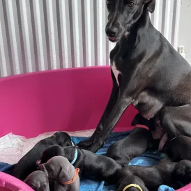 Lurcher - Both