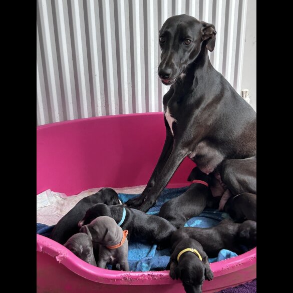 Lurcher - Both