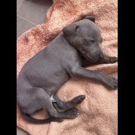 Lurcher - Both