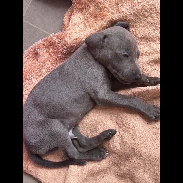 Lurcher - Both