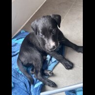 Lurcher - Both