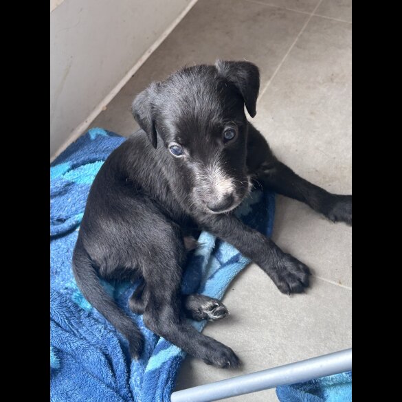 Lurcher - Both