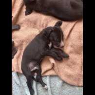 Lurcher - Both