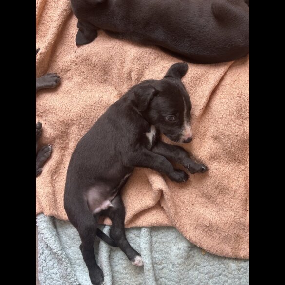 Lurcher - Both