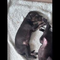 Lurcher - Both