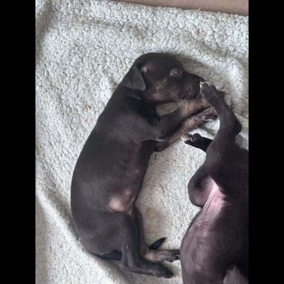 Lurcher - Both