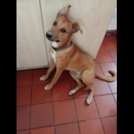 Belgian Shepherd Dog (Tervuren) - Dogs