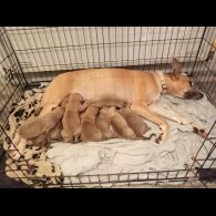 Belgian Shepherd Dog (Tervuren) - Dogs