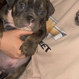 English Bulldog - Dogs