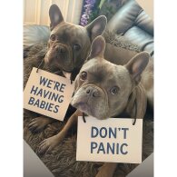 French Bulldog - Both