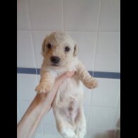 Bichon Frise - Both