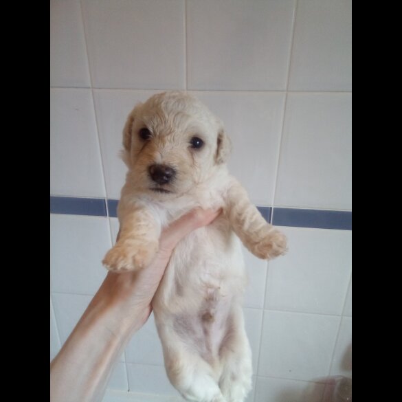Bichon Frise - Both