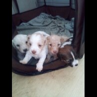 Bichon Frise - Both