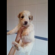 Bichon Frise - Both