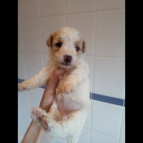 Bichon Frise - Both