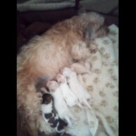 Bichon Frise - Both