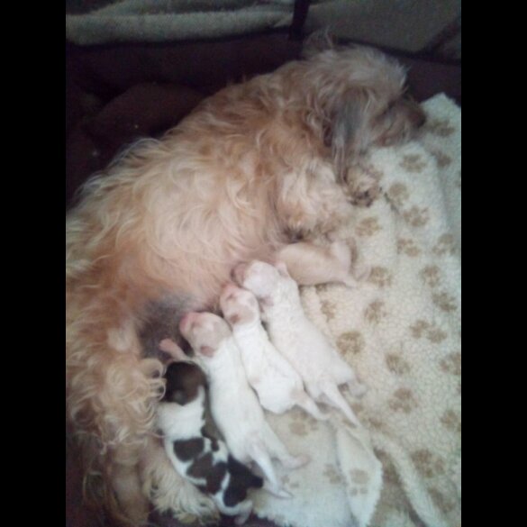 Bichon Frise - Both
