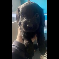 Cockapoo - Both