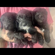 Cockapoo - Both