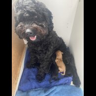 Cockapoo - Both