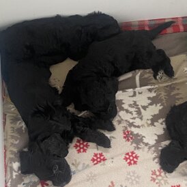Cockapoo - Both