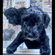 Cockapoo - Both