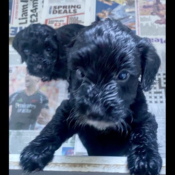 Cockapoo - Both