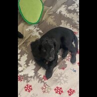 Cockapoo - Both