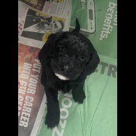 Cockapoo - Both