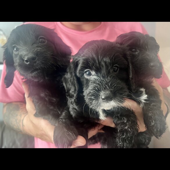 Cockapoo - Both