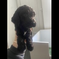 Cockapoo - Both