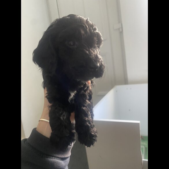Cockapoo - Both
