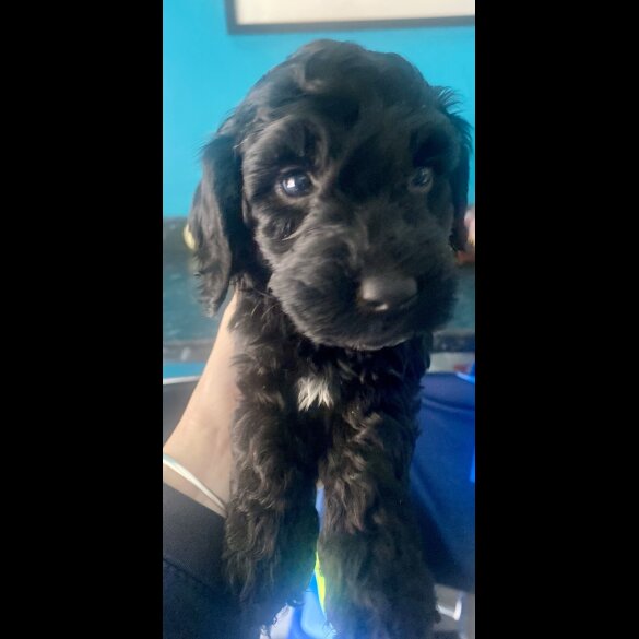 Cockapoo - Both